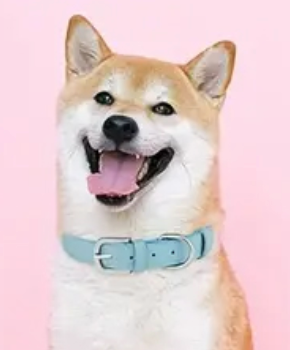 Light Blue Collar